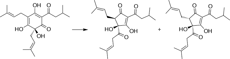Degradation of humolune into isohumulone (cis, trans)