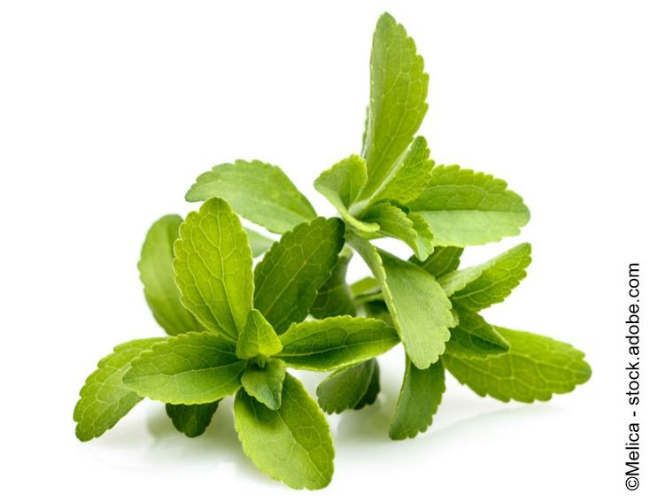 stevia-plant