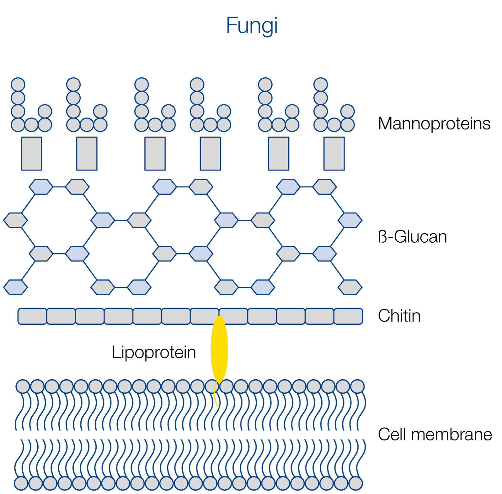 Chitin Fungal Cell Wall