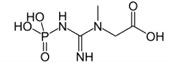 Structure - creatine phosphate